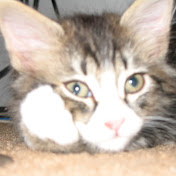 Profile Picture of Sky Bennett (@skybennett3902) on Youtube