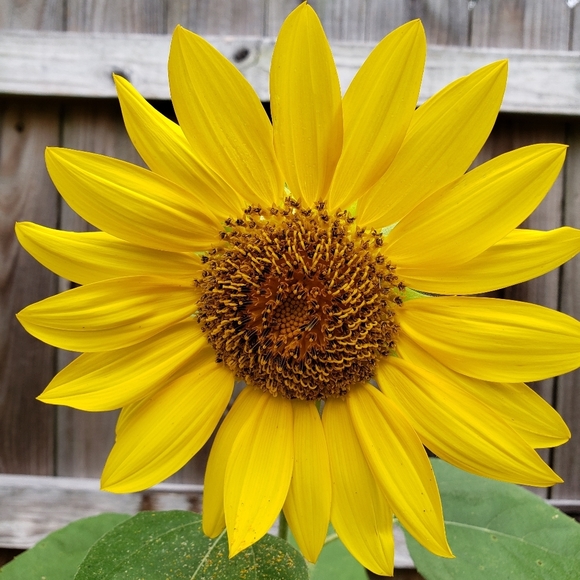 Profile Picture of Abraham Egley (@busybeesbuys) on Poshmark