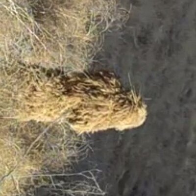 Profile Picture of Cale Adams (@caleadams) on Twitter