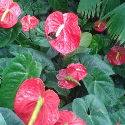 Profile Picture of Jayshree Patel (@jayshreepatel1) on Twitter