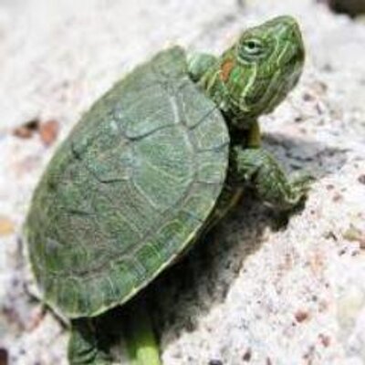 Profile Picture of Lori Patton (@llp101001) on Twitter