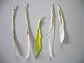 Profile Picture of Psittacine beak and feather diseaseon Wikipedia