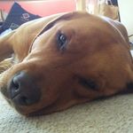 Profile Picture of Ruby Boyle (@lucyandzee) on Instagram