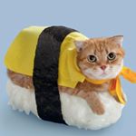 Profile Picture of Jane Raye Hagenson (@sushilovescat101) on Instagram