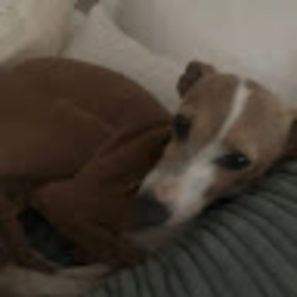 Profile Picture of Rowan Hayes (@rowanhayes974) on Poshmark