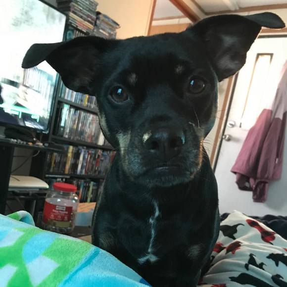 Jessica Delung - Poshmark Profile Picture of Jessica Delung (@frankenlola) on Poshmark