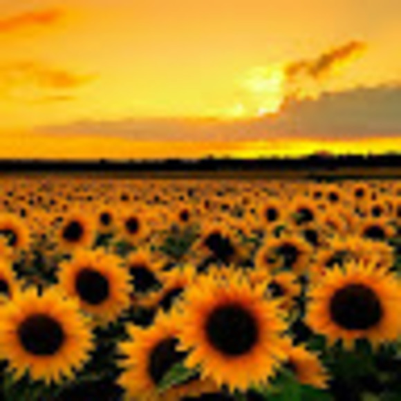 Profile Picture of Daniela Barragan (@danicortazar17) on Poshmark