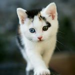 Profile Picture of tonijohanna (@michaeladamczak226) on Instagram