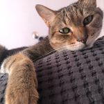 Profile Picture of Nick Wong 黃兆銘 (@nickwong96) on Instagram