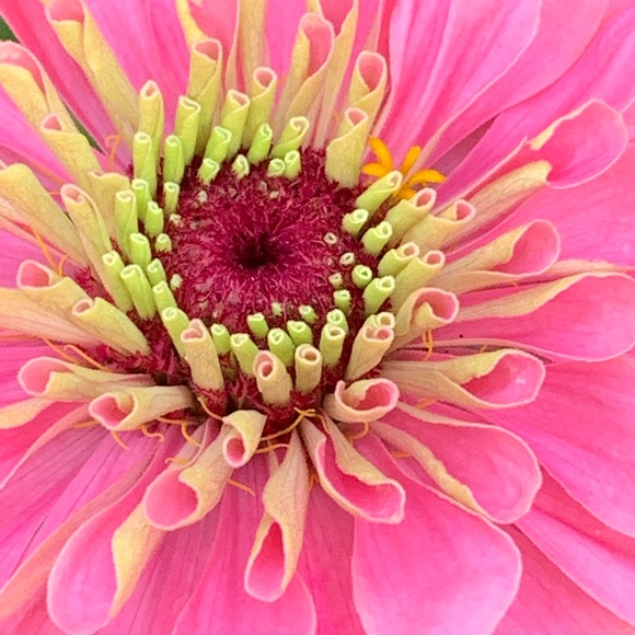 Profile Picture of Kyle Degraaf (@pinktees24) on Poshmark