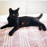 Profile Picture of foster_cats_vikki (@foster_cats_vikki) on Instagram