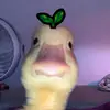 Melissa - Tiktok Profile Picture of Melissa (@Mei 🦆🥝🏠🍉🍳🫛🍌) on Tiktok
