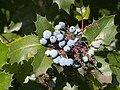 Profile Picture of Mahonia - Wikipediaon Wikipedia