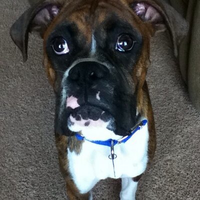 Profile Picture of Andrew Mysliwiec (@AndrewMysliwiec) on Twitter