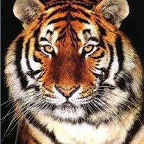 Profile Picture of Tony Cavazos (@tonycavazos17) on Twitter
