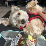 Profile Picture of Dylan Mortensen (@dylan.mortensen.940) on Facebook