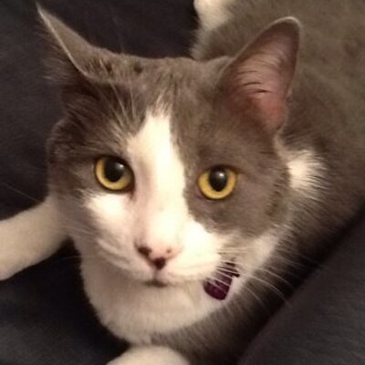 Profile Picture of Michelle Bannister (@MBSwifty) on Twitter