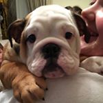 Profile Picture of WINNIE THE ENGLISH BULLDOG🐶❤️ (@winniethebull16) on Instagram