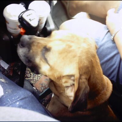 Profile Picture of Frederick A Stevens (@doc_toucan) on Twitter