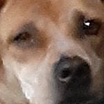 Profile Picture of Balou, Pepper and Max (@diemerdoggo) on Instagram