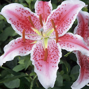 Profile Picture of Kate Greer (@kategreer44) on Youtube