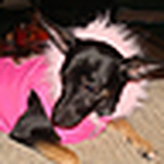 Profile Picture of Phyllis Johnson (@pkimbral) on Flickr