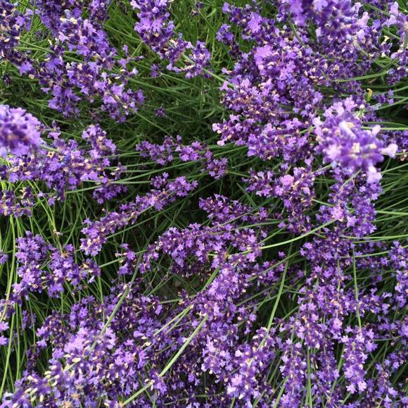 Profile Picture of Jin Lin (@jin0225) on Poshmark