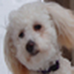 Profile Picture of Jane Reid (@jumpfrogJane) on Flickr