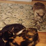 Ali Sherman - Instagram Profile Picture of Ali Sherman (@olive_juice_catz) on Instagram