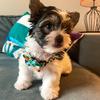 Profile Picture of bruna marques331 (@alvinbiewer) on Tiktok