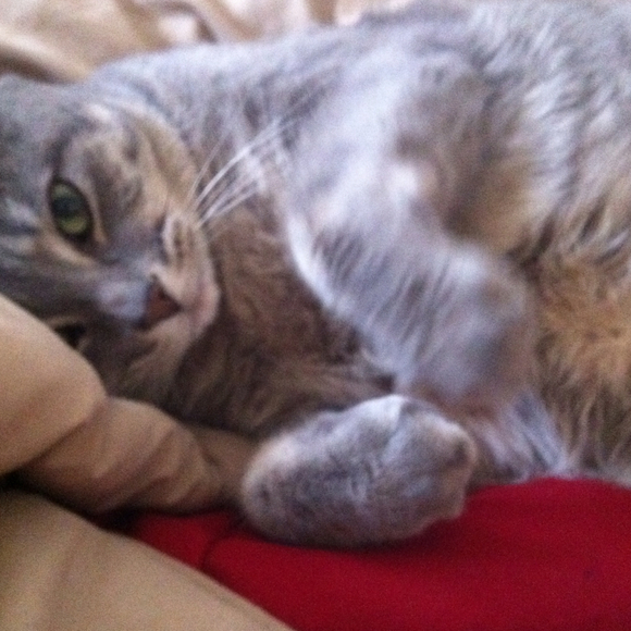 Profile Picture of Tori Coleman (@tf_) on Poshmark