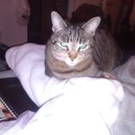 Profile Picture of Cheryl Mitchell (@cheryl.mitchell.923171) on Instagram