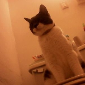 Profile Picture of Alex Howland (@alexhowland111) on Twitter