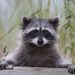 Profile Picture of NICHOLAS BRAGG (@bragg3014) on Pinterest
