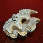 Profile Picture of Kim's Sea Shells (@kimsseashells) on Instagram