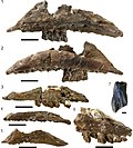 Profile Picture of Galleonosauruson Wikipedia
