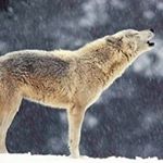 Profile Picture of Adam Glendenning (@adam.glendenning.77) on Instagram