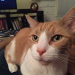 Profile Picture of Ryan Nestor (@oscaryanestor) on Instagram