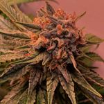 Profile Picture of Scott Morgan (@strainking99) on Instagram