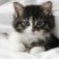 Profile Picture of Tony Karabetsos (@tony-karabetsos) on Quora