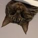 Profile Picture of lily goulet (@lilliangracegoulet) on Pinterest