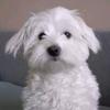 Profile Picture of richardwendelin (@w.ricsi2) on Tiktok