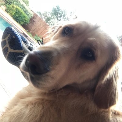 Profile Picture of Greg Perry (@ID_GregPerry) on Twitter