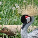 Profile Picture of Bournehall (@bournehall2) on Instagram