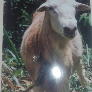 Profile Picture of Rodrick Thomas (@rodrick.thomas.7543) on Facebook