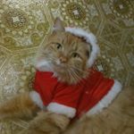 Chuck N. Orris - Instagram Profile Picture of Chuck N. Orris (@life_according_to_chuck) on Instagram