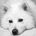 Profile Picture of Demetres Melita (@ratkadog melita ursa major) on Flickr