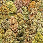 Profile Picture of Cedric Edwards (@cedric.edwards.31) on Instagram