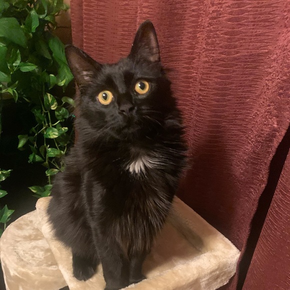 Profile Picture of Marian Lucero (@spilinga1960) on Poshmark