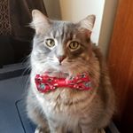 Profile Picture of Dexter Ludo Grimes (@dexterludogrimes) on Instagram